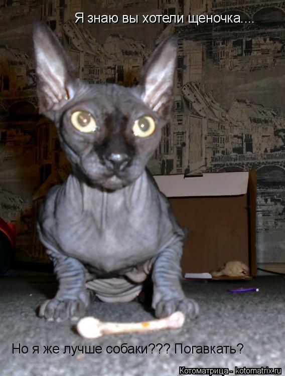 Котоматрица: Я знаю вы хотели щеночка....  Но я же лучше собаки??? Погавкать?