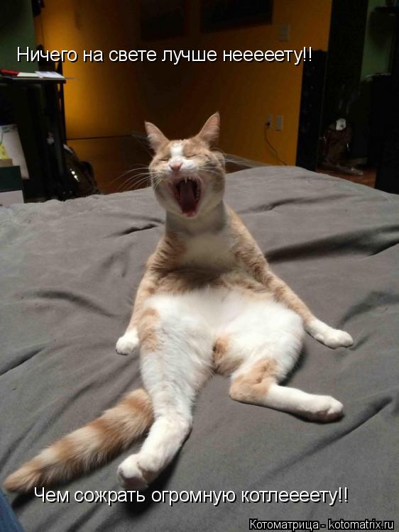 Котоматрица: Ничего на свете лучше нееееету!! Чем сожрать огромную котлеееету!!