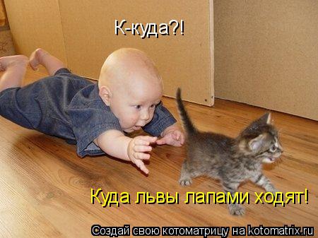 К-куда?! Куда львы лапами ходят!... Котоматрица: К-куда?! Куда львы лапами ходят!