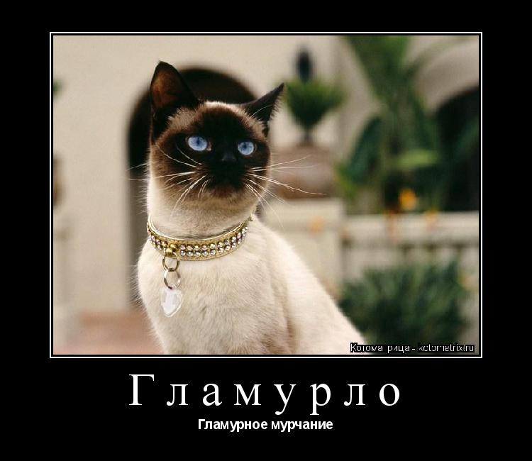 Котоматрица: Гламурло Гламурное мурчание