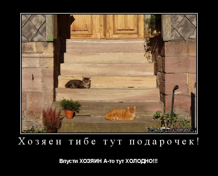 Котоматрица: Хозяен тибе тут подарочек! Впусти ХОЗЯИН А-то тут ХОЛОДНО!!!