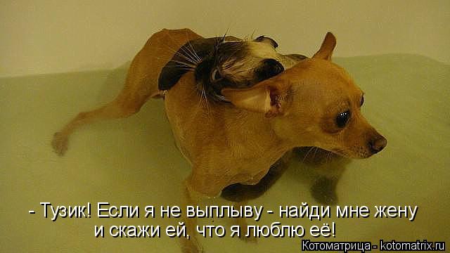 - Тузик! Если я не выплыву - найди мне жену и скажи ей, что я люблю её!... Котоматрица: - Тузик! Если я не выплыву - найди мне жену и скажи ей, что я люблю её!