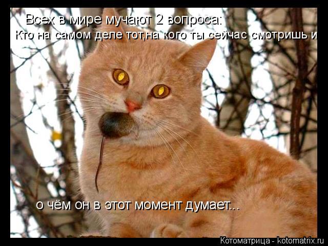 Котоматрица: Всех в мире мучают 2 вопроса: Кто на самом деле тот,на кого ты сейчас смотришь и о чём он в этот момент думает...