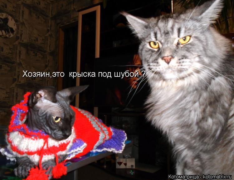 Котоматрица: Хозяин,это  крыска под шубой ?
