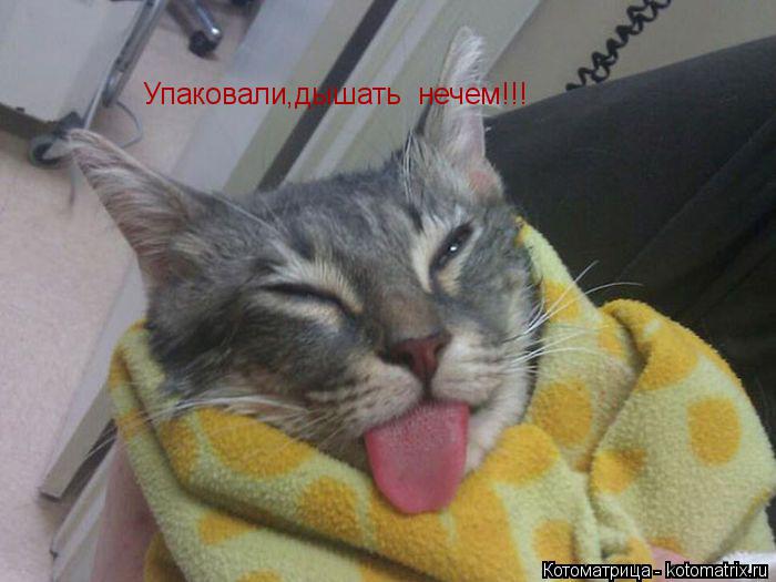 Котоматрица: Упаковали,дышать  нечем!!!