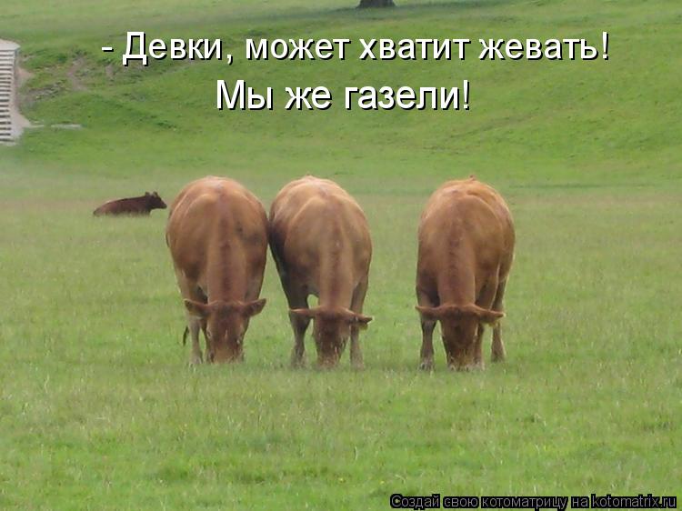 Котоматрица: - Девки, может хватит жевать! Мы же газели!
