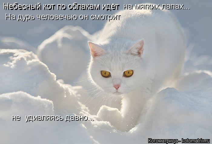 небесный кот по облакам идёт Небесный кот по облакам идёт на мягких лапах... На дурь человечью он см... Котоматрица: небесный кот по облакам идёт Небесный кот по облакам идёт на мягких лапах... На дурь человечью он смотрит не удивляясь давно...