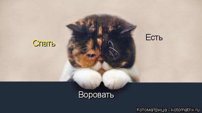 Спать Есть Воровать... Котоматрица: Спать Есть Воровать