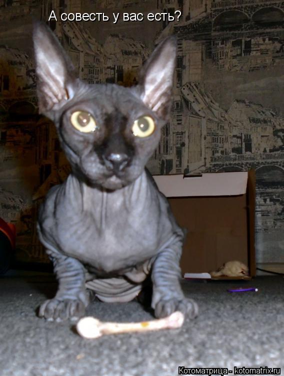 Котоматрица: А совесть у вас есть?
