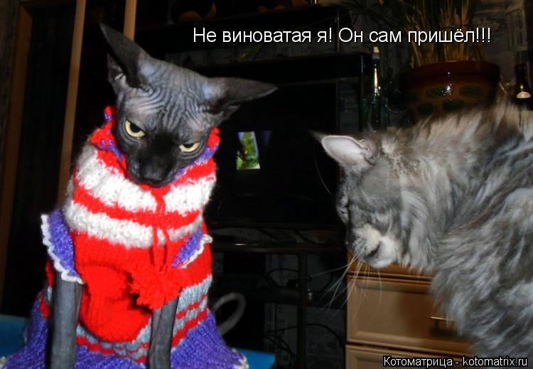 Не виноватая я! Он сам пришёл!!!... Котоматрица: Не виноватая я! Он сам пришёл!!!