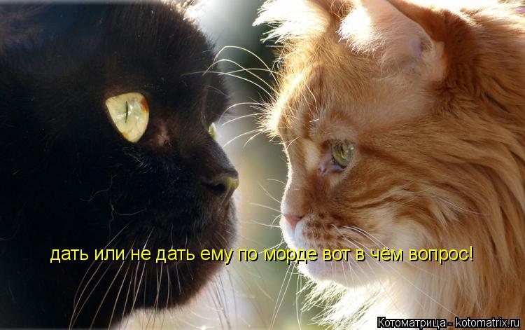 Котоматрица: дать или не дать ему по морде вот в чём вопрос!