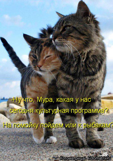 -Ну что, Мура, какая у нас сегодня культурная программа? На помойку пойдем или к рыбакам?... Котоматрица: -Ну что, Мура, какая у нас сегодня культурная программа? На помойку пойдем или к рыбакам?