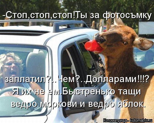 Котоматрица: -Стоп,стоп,стоп!Ты за фотосъмку заплатил?..Чем?..Долларами!!!? Я их не ем.Быстренько тащи ведро моркови и ведро яблок.