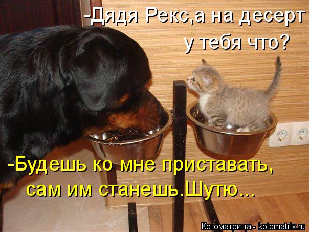 Котоматрица: -Дядя Рекс,а на десерт у тебя что? -Будешь ко мне приставать, сам им станешь.Шутю...