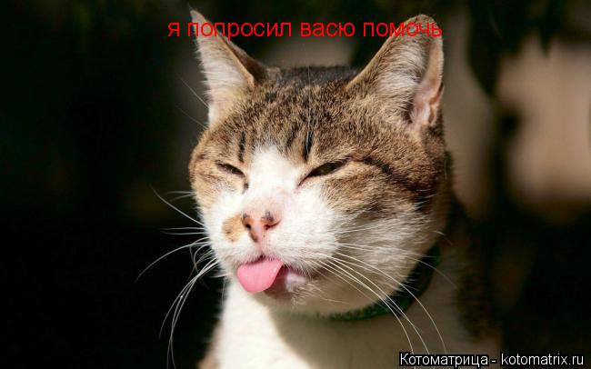 я попросил васю помочь... Котоматрица: я попросил васю помочь