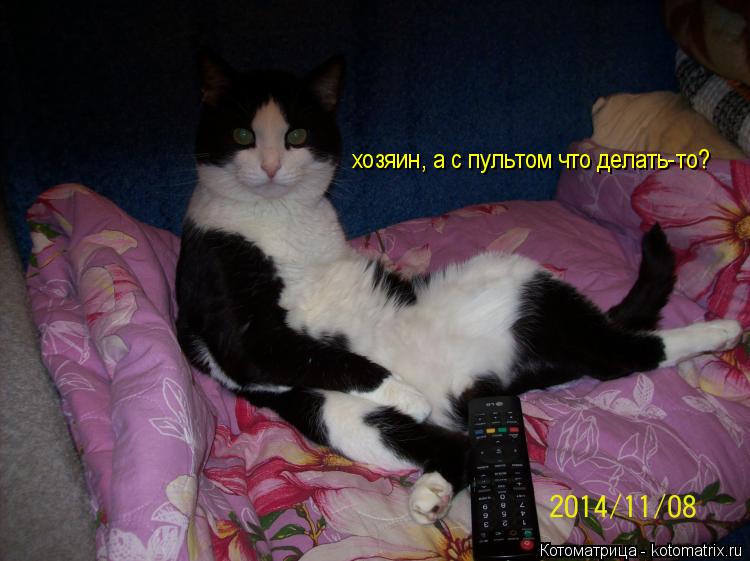 Котоматрица: хозяин, а с пультом что делать-то?