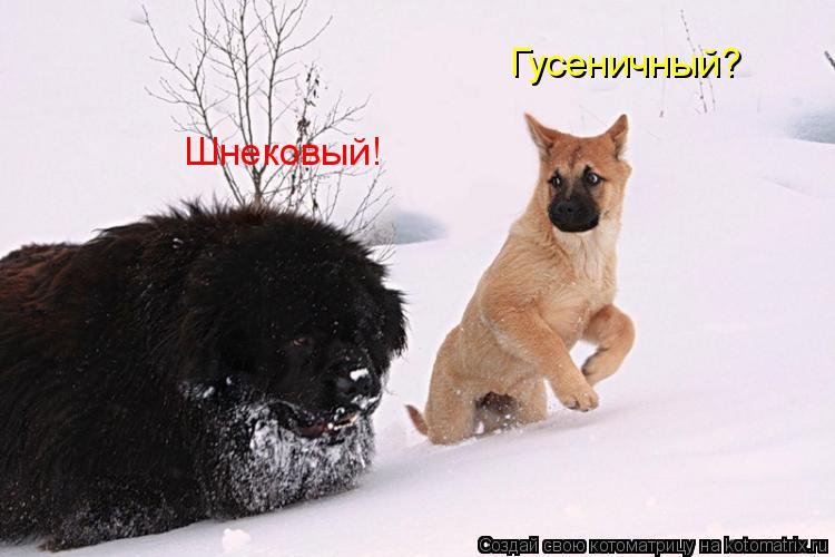Гусеничный? Шнековый!... Котоматрица: Гусеничный? Шнековый!