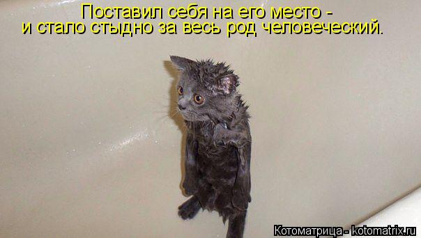 и стало стыдно за весь род человеческий. Поставил себя на его место -... Котоматрица: и стало стыдно за весь род человеческий. Поставил себя на его место -