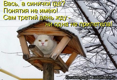 Котоматрица: Вась, а синички где? Понятия не имею! Сам третий день жду -  ни одна не прилетела!