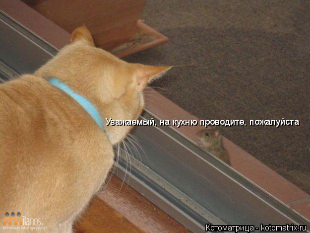 Котоматрица: Уважаемый, на кухню проводите, пожалуйста