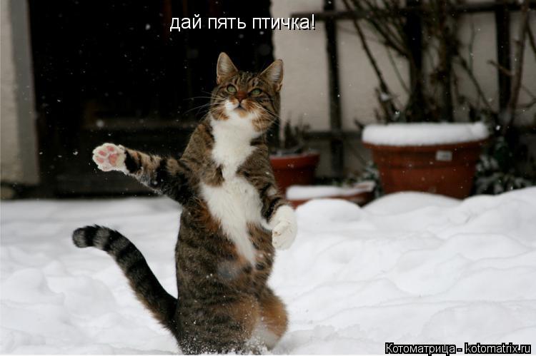 Котоматрица: дай пять птичка!