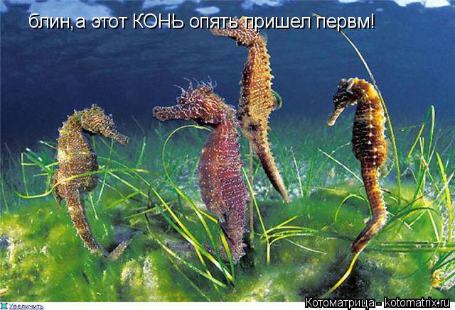 Котоматрица: блин,а этот КОНЬ опять пришел первм!