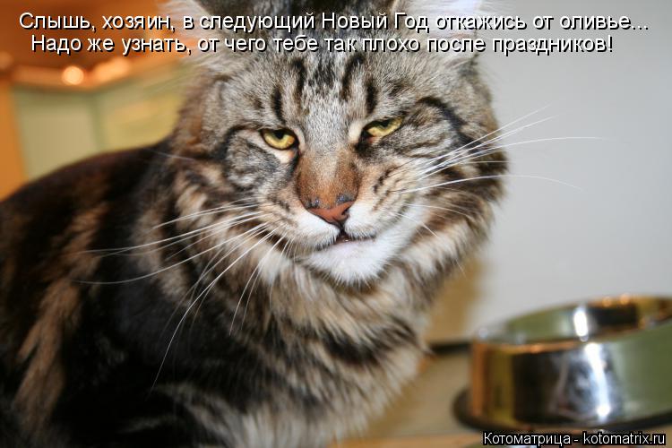 Котоматрица: Слышь, хозяин, в следующий Новый Год откажись от оливье... Надо же узнать, от чего тебе так плохо после праздников!