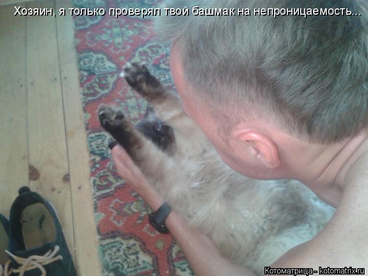 Котоматрица: Хозяин, я только проверял твой башмак на непроницаемость...
