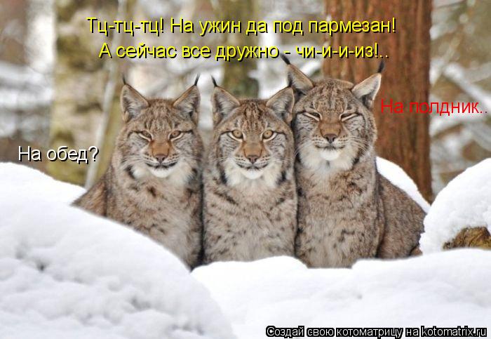 Котоматрица: На обед? На полдник... Тц-тц-тц! На ужин да под пармезан! А сейчас все дружно - чи-и-и-из!..
