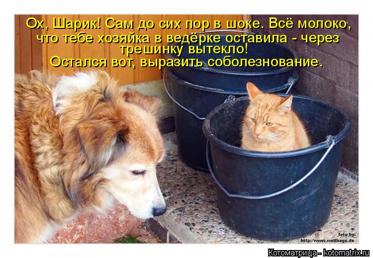 Ох, Шарик! Сам до сих пор в шоке. Всё молоко, что тебе хозяйка в ведёрке оставила - через трешинку вы... Котоматрица: Ох, Шарик! Сам до сих пор в шоке. Всё молоко, что тебе хозяйка в ведёрке оставила - через трешинку вытекло! Остался вот, выразить соболезнован