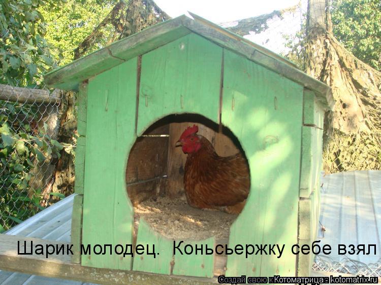 Котоматрица: Шарик молодец.  Коньсьержку себе взял