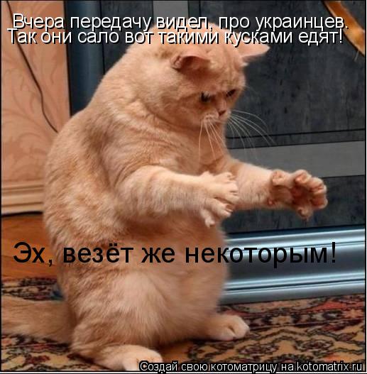 Котоматрица: Вчера передачу видел, про украинцев. Так они сало вот такими кусками едят! Эх, везёт же некоторым!