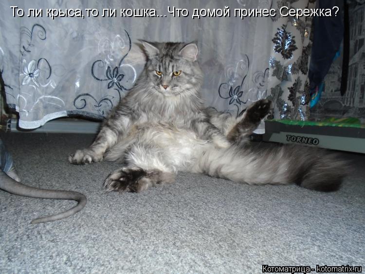 Котоматрица: То ли крыса,то ли кошка...Что домой принес Сережка?