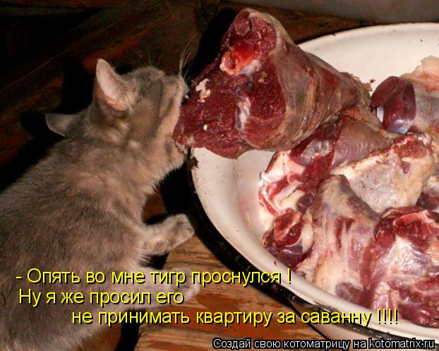 - Опять во мне тигр проснулся ! Ну я же просил его не принимать квартиру за саванну !!!!... Котоматрица: - Опять во мне тигр проснулся ! Ну я же просил его не принимать квартиру за саванну !!!!