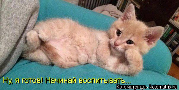 Котоматрица: Ну, я готов! Начинай воспитывать...
