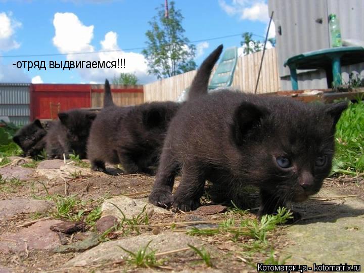 Котоматрица: -отряд выдвигаемся!!!
