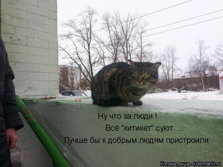 Ну что за люди ! Всё "китикет" суют .... Лучше бы к добрым людям пристроили.... Котоматрица: Ну что за люди ! Всё "китикет" суют .... Лучше бы к добрым людям пристроили.