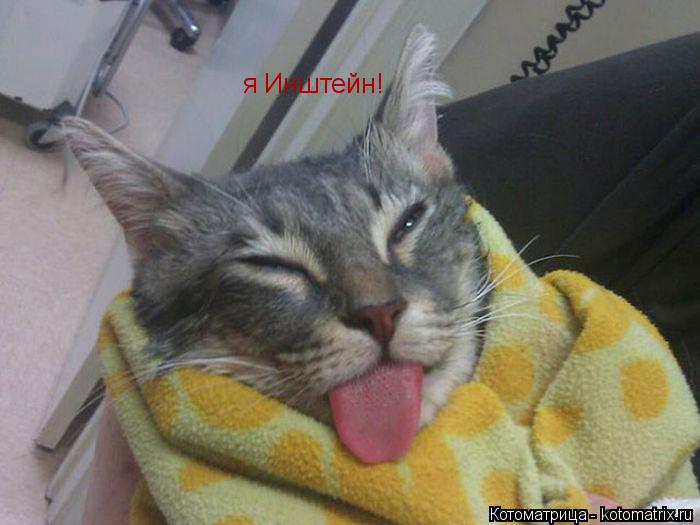 Котоматрица: я Инштейн!