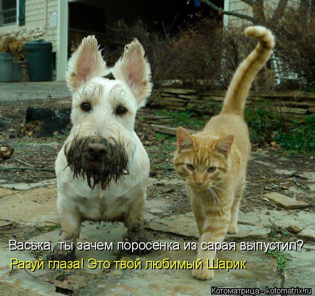 Котоматрица: Васька, ты зачем поросенка из сарая выпустил? Разуй глаза! Это твой любимый Шарик