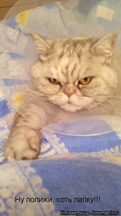 Котоматрица: Ну полижи, хоть лапку!!!
