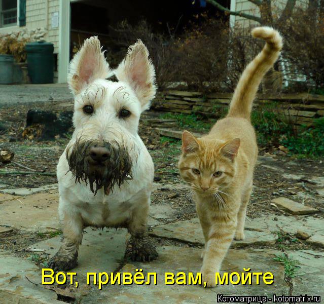 Котоматрица: Вот, привёл вам, мойте