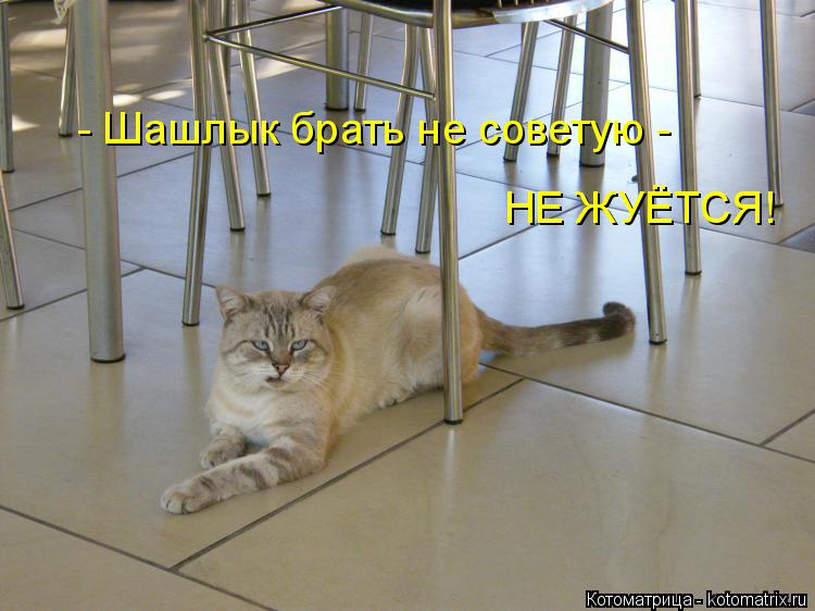 Котоматрица: - Шашлык брать не советую - НЕ ЖУЁТСЯ!