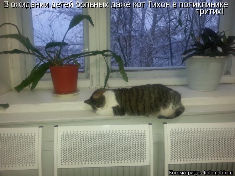 Котоматрица: В ожидании детей больных даже кот Тихон в поликлинике притих!