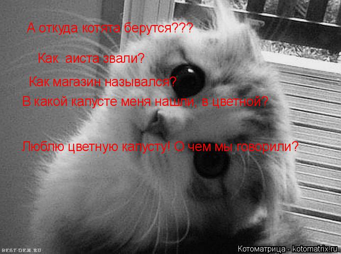 Котоматрица: А откуда котята берутся??? Как  аиста звали? Как магазин назывался? В какой капусте меня нашли, в цветной?   Люблю цветную капусту! О чем мы гов