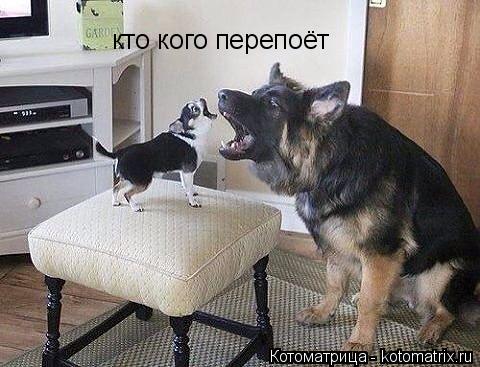 Котоматрица: кто кого перепоёт