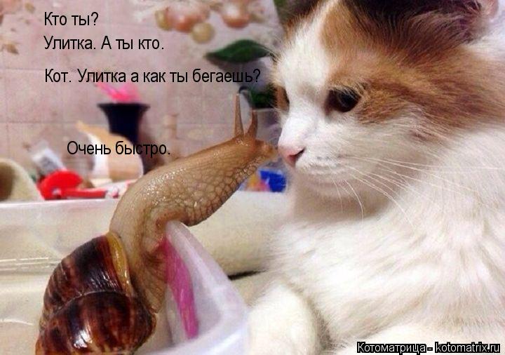Котоматрица: Кто ты? Улитка. А ты кто. Кот. Улитка а как ты бегаешь? Очень быстро.
