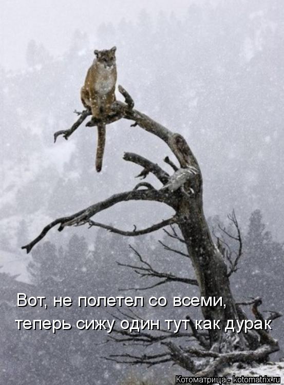Вот, не полетел со всеми, теперь сижу один тут как дурак... Котоматрица: Вот, не полетел со всеми, теперь сижу один тут как дурак