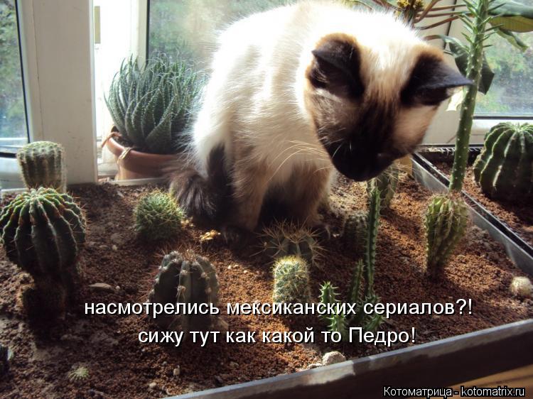 Котоматрица: насмотрелись мексиканских сериалов?! сижу тут как какой то Педро!