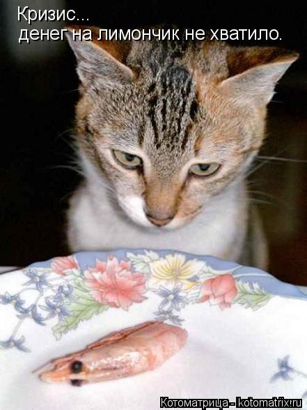 Котоматрица: Кризис...  денег на лимончик не хватило.