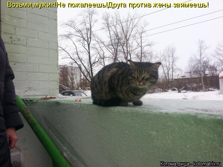 Возьми,мужик!Не пожалеешь!Друга против жены заимеешь!... Котоматрица: Возьми,мужик!Не пожалеешь!Друга против жены заимеешь!